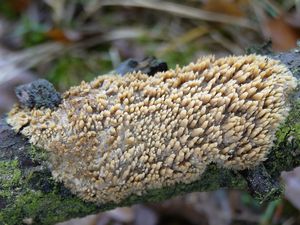 Struhák blanitý - Radulomyces molaris