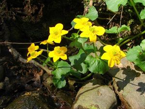 Blatouch bahenní (Caltha palustris)