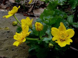 Blatouch bahenní (Caltha palustris)