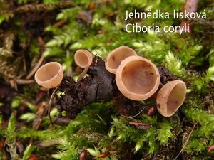 Líska obecná (Corylus avellana)