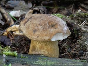 Hřib žlučník - Tylopilus felleus  (Bull.) P. Karst. 1881