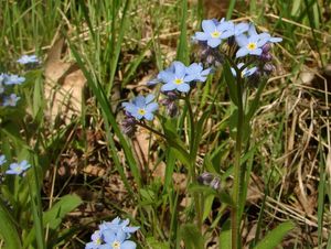 Pomněnka hajní (Myosotus nemorosa)