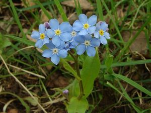 Pomněnka hajní (Myosotus nemorosa)