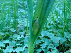 Ocún jesenní (Colchicum autumnale L.)