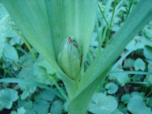 Ocún jesenní (Colchicum autumnale L.)