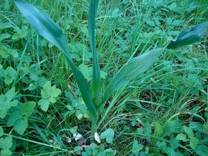 Ocún jesenní (Colchicum autumnale L.)