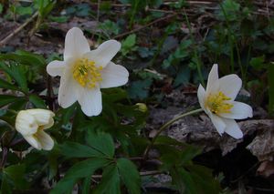 Sasanka hajní (Anemone nemorosa)