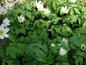 Sasanka hajní (Anemone nemorosa)