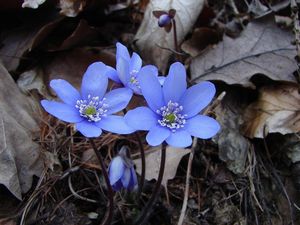 Jaterník podléška (Hepatica nobilis Mill.)