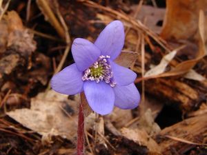 Jaterník podléška (Hepatica nobilis Mill.)