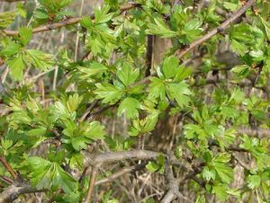 Hloh (Crataegus)