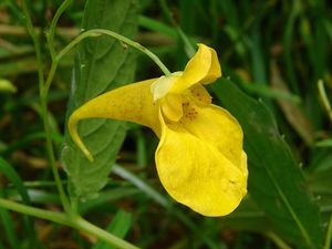 Netýkavka nedůtklivá (Impatiens noli-tangera)