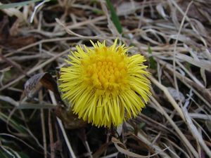 Podběl lékařský (Tussilago farfara)