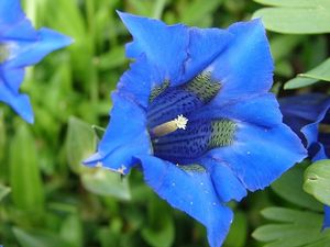 Hořec tolitovitý (Gentiana asclepiadea L.)