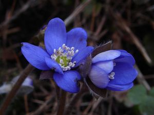 Jaterník podléška (Hepatica nobilis Mill.)