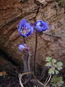 Jaterník podléška (Hepatica nobilis Mill.)