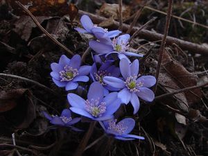 Jaterník podléška (Hepatica nobilis Mill.)