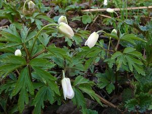 Sasanka hajní (Anemone nemorosa)