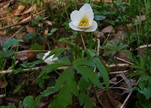 Sasanka hajní (Anemone nemorosa)