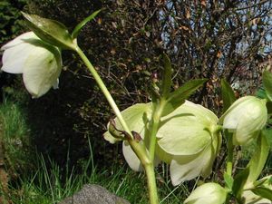 Čemeřice černá (Helleborus niger)