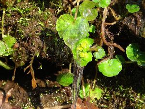 Mokrýš střídavolistý (Chrysosplenium alternifolium L.)