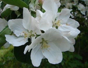 Jabloň (Malus domestica)