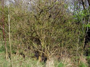 Bez černý (Sambucus nigra)