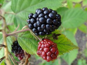 Ostružiník obecný (Rubus fruticosus)