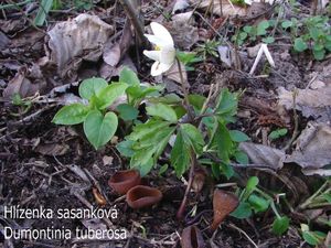 Sasanka hajní (Anemone nemorosa)