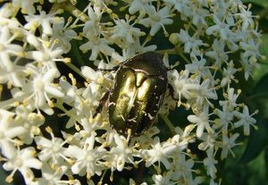 Bez černý (Sambucus nigra)