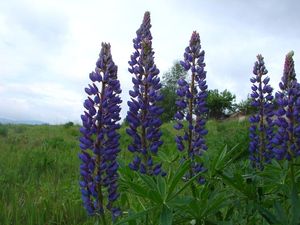 Lupina mnoholistá (Lupinus polyphyllus)