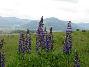 Lupina mnoholistá (Lupinus polyphyllus)