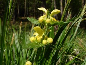 Pitulník (Galeobdolon sp.)