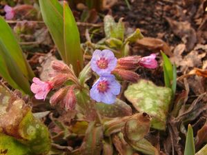 Plicník lékařský (Pulmonaria officinalis)