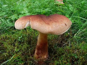 Čirůvka střechovitá - Tricholoma imbricatum (Fr.:Fr.) Kumm