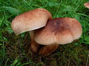 Čirůvka střechovitá - Tricholoma imbricatum (Fr.:Fr.) Kumm