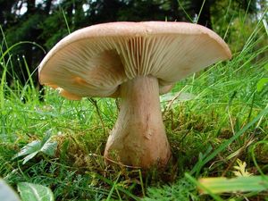 Čirůvka střechovitá - Tricholoma imbricatum (Fr.:Fr.) Kumm