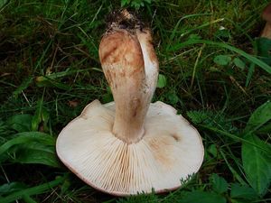 Čirůvka střechovitá - Tricholoma imbricatum (Fr.:Fr.) Kumm