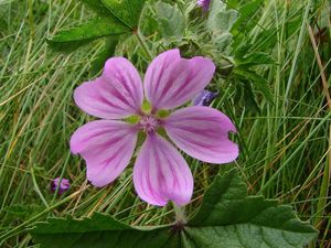 Sléz lesní (Malva sylvestris)