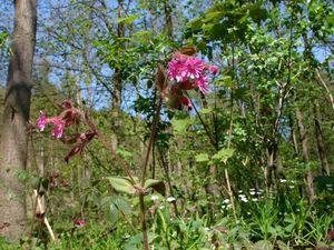 Silenka dvoudomá (Silene dioica)