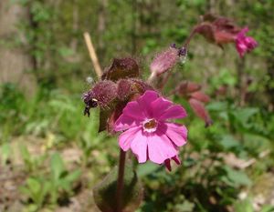 Silenka dvoudomá (Silene dioica)