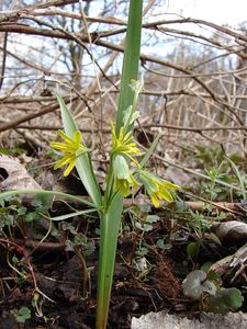 Křivatec žlutý (Gagea lutea)