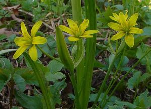 Křivatec žlutý (Gagea lutea)