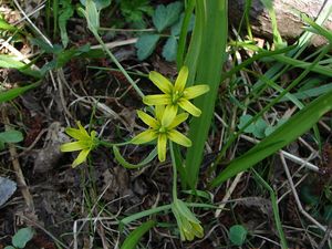 Křivatec žlutý (Gagea lutea)