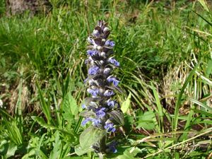 Zběhovec plazivý (Ajuga reptans)