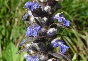 Zběhovec plazivý (Ajuga reptans)