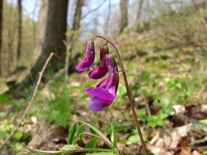 Hrachor jarní (Lathyrus vernus)