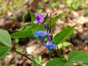 Hrachor jarní (Lathyrus vernus)