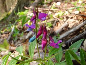 Hrachor jarní (Lathyrus vernus)