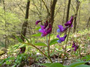 Hrachor jarní (Lathyrus vernus)